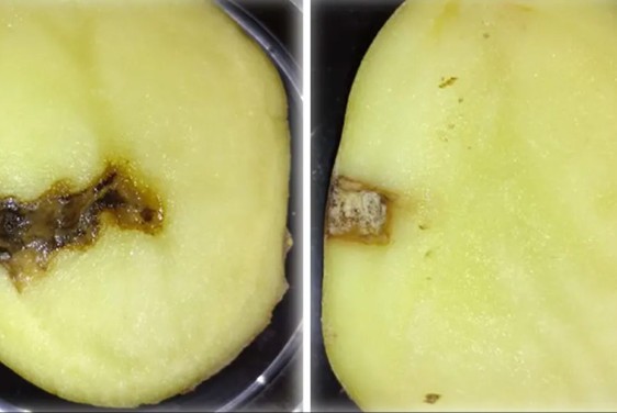 Potato.