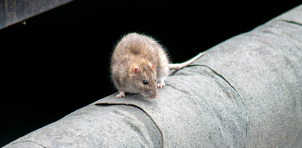 Rat
