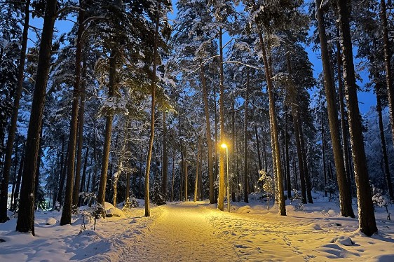 a snow covered path and trees