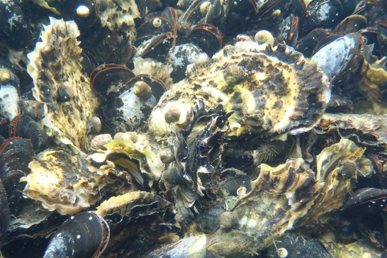 musslor